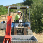 The Crush at BobDog Wines