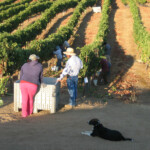 The Crush at BobDog Wines