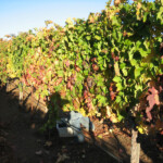 Fall at BobDog Wines