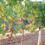 Fall at BobDog Wines