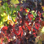 Fall at BobDog Wines