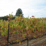Fall at BobDog Wines