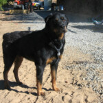 BobDog