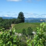 Views at BobDog Wines