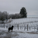 Winter at BobDog Wines