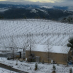 Winter at BobDog Wines