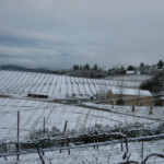Winter at BobDog Wines