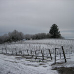 Winter at BobDog Wines