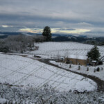 Winter at BobDog Wines
